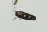 Scythris scopolella